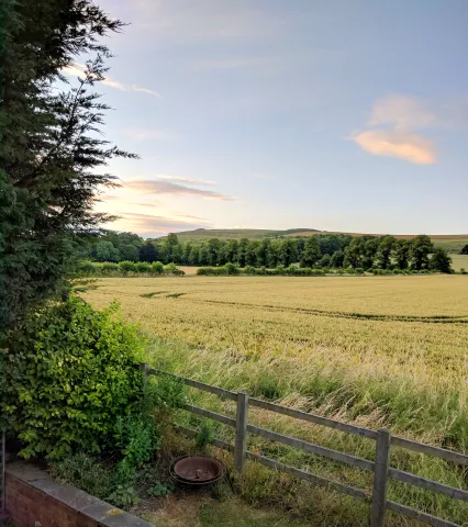 Wheat field with Iron-age hill fort